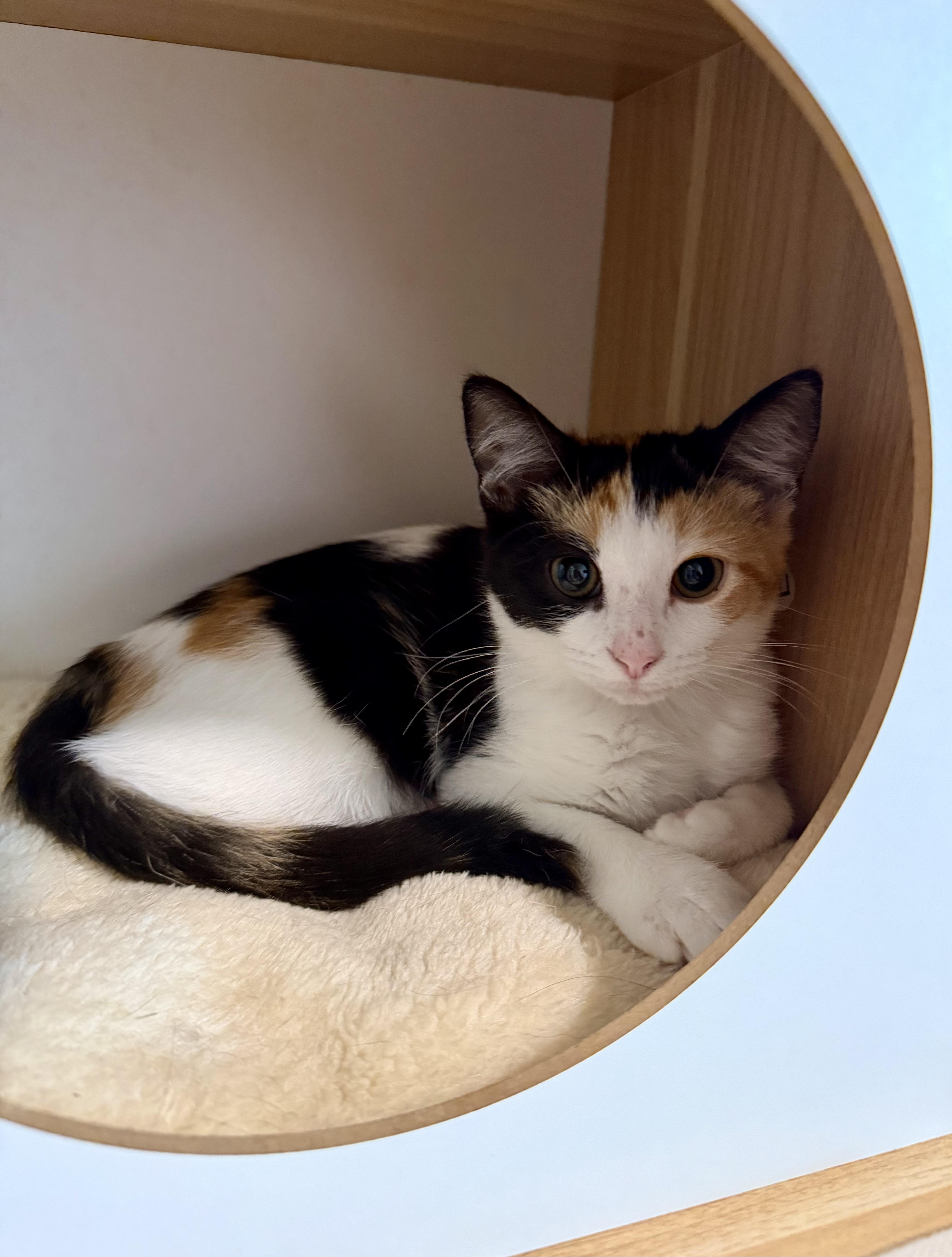 Enlarge S'mores, a Adopted Calico in Southern Pines, NC image 2/4