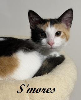 Enlarge S'mores, a Adopted Calico in Southern Pines, NC image 4/4