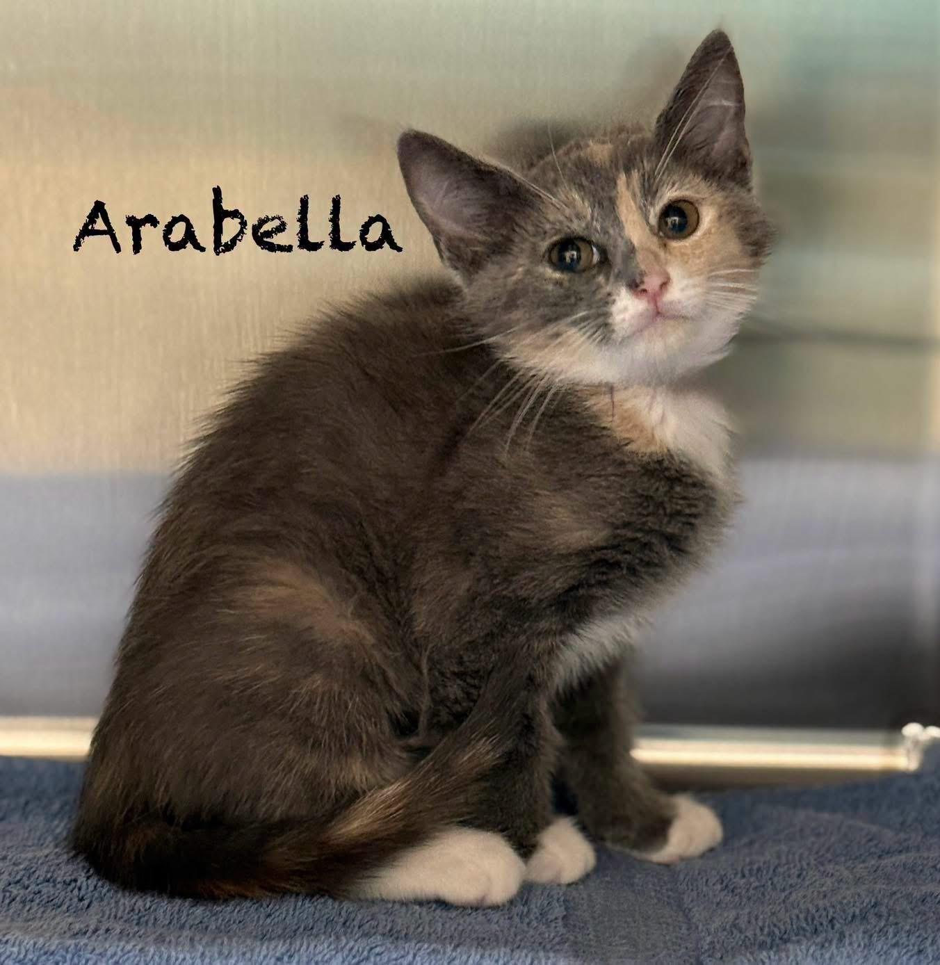 Enlarge Arabella, an adopted Domestic Short Hair in Pawleys Island, SC image 1/1