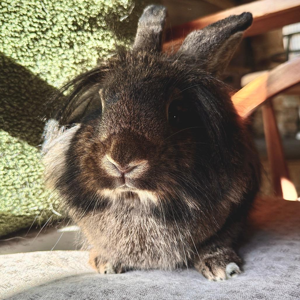 Luma, Adoptable, Young Female Lionhead & Beveren.