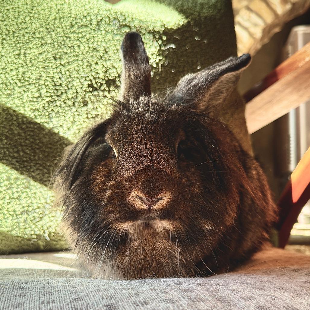 Enlarge Luma, a Adoptable mixed breed in Portland, OR image 2/2