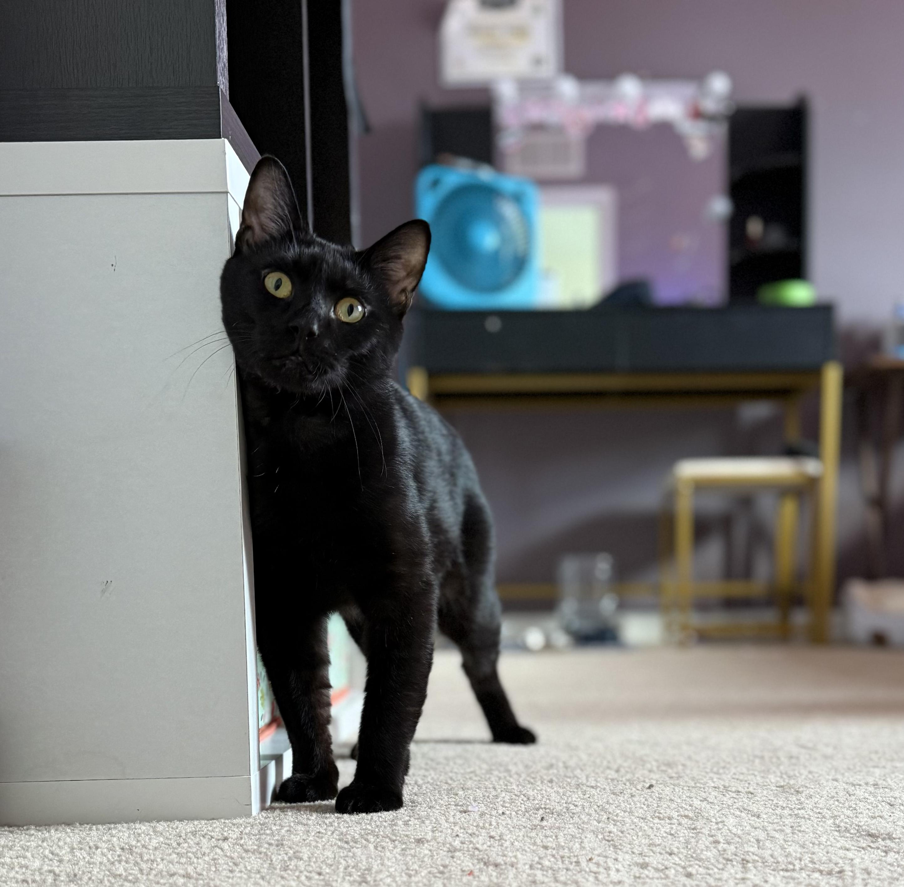 Remy, Adoptable, Adult Male Domestic Short Hair.