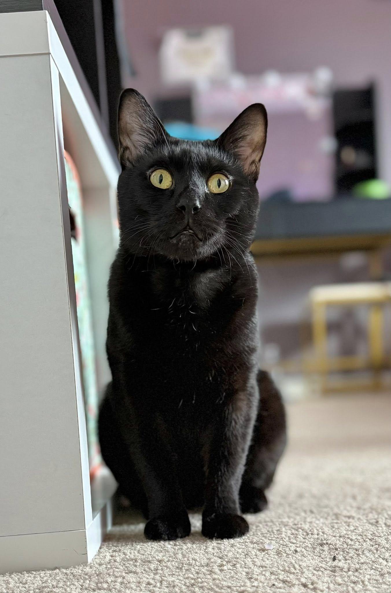 Remy, a Adoptable Domestic Short Hair in Manchester, MD image 2/2