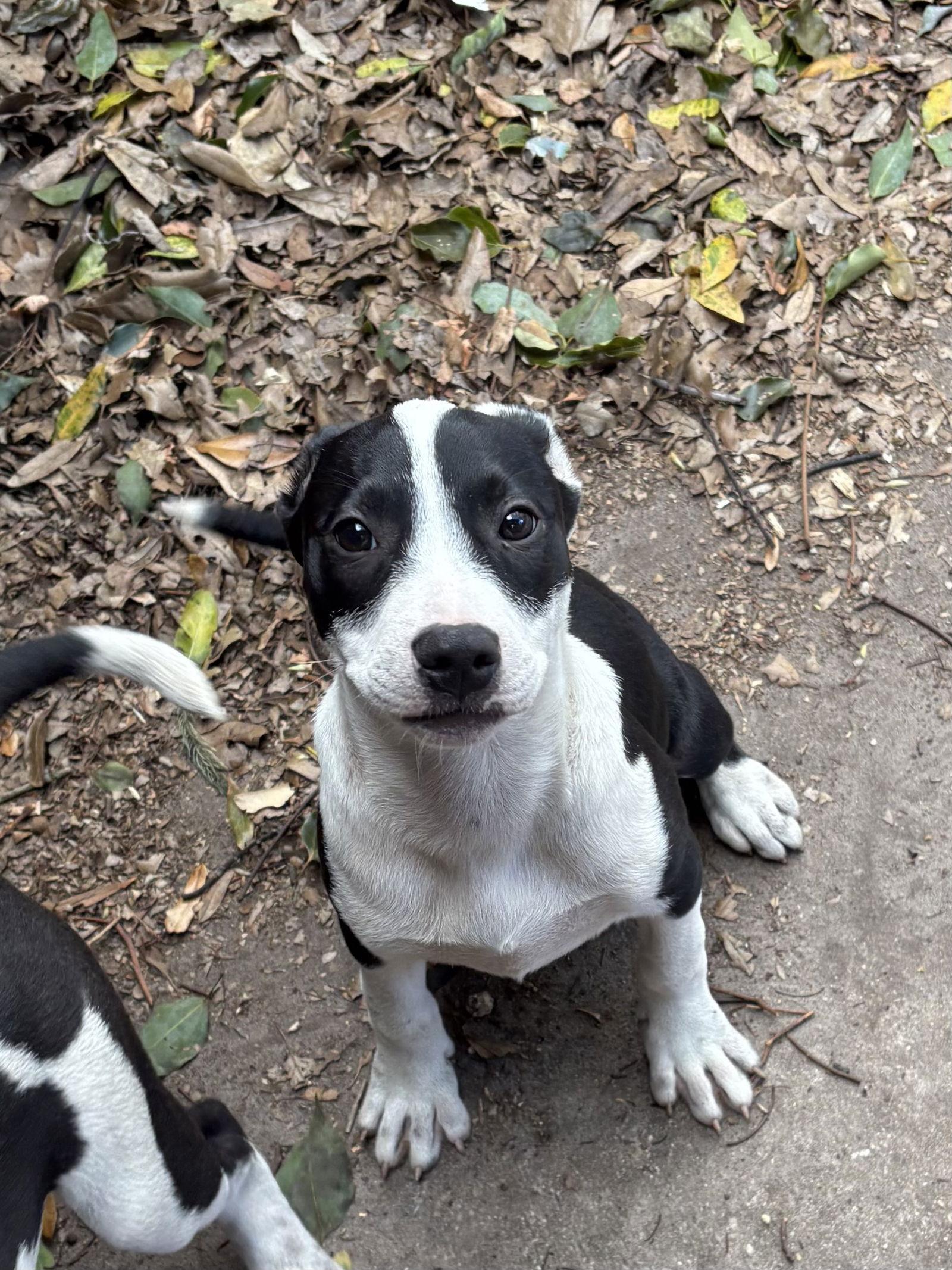 Way, Adoptable, Puppy Female Hound.