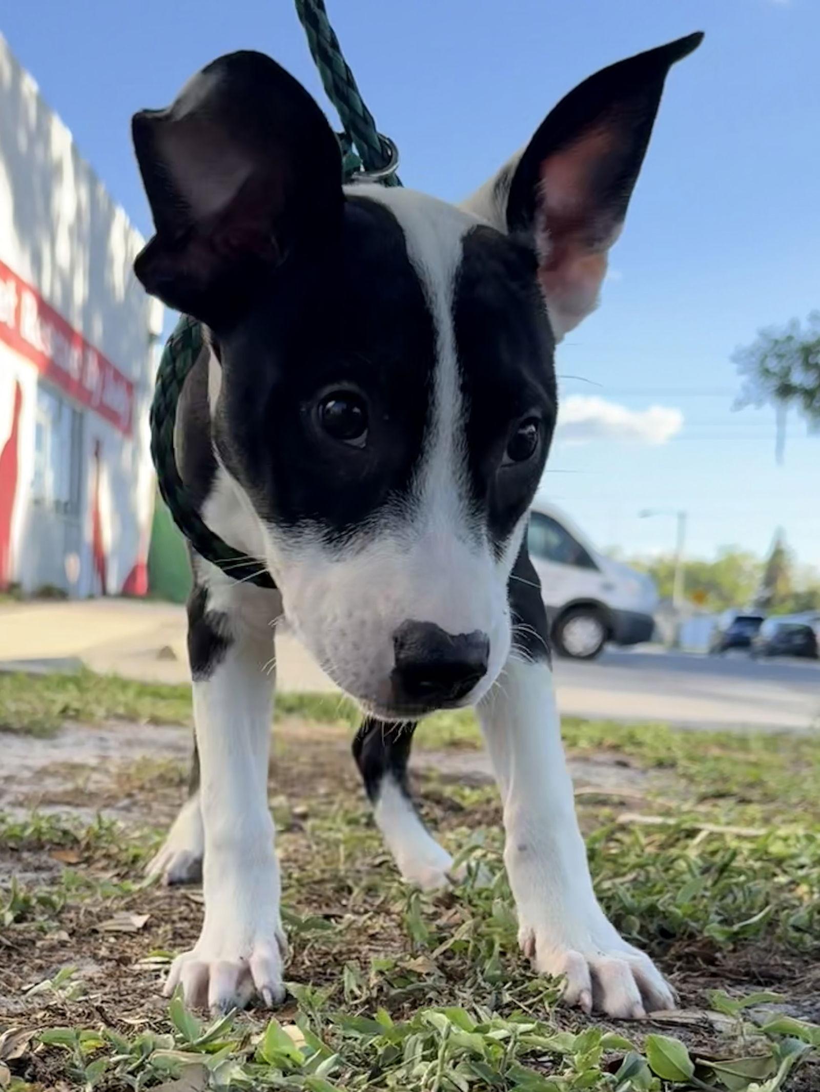 Enlarge Way, a Adoptable Hound in Sanford, FL image 2/3
