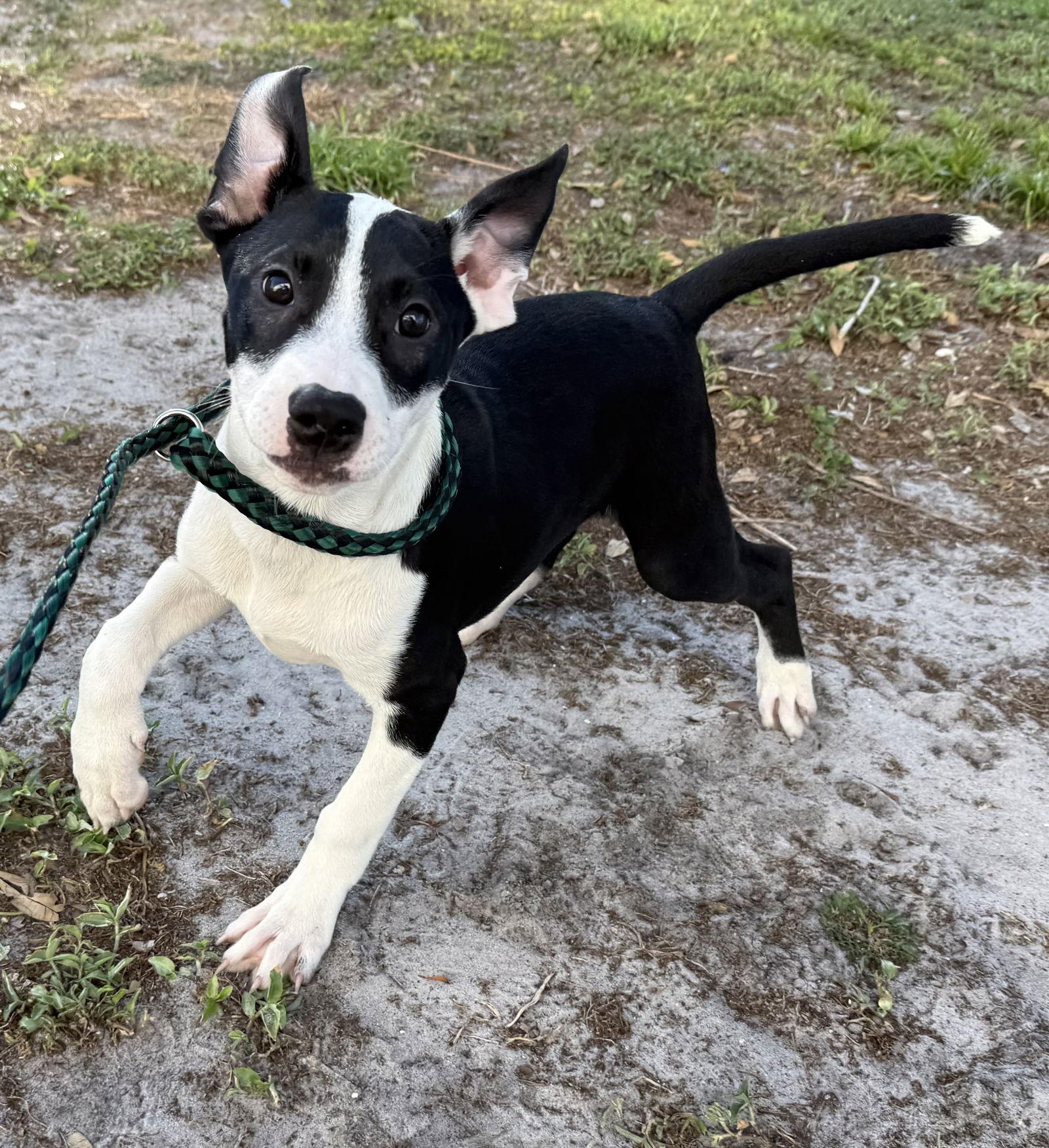Enlarge Way, a Adoptable Hound in Sanford, FL image 3/3