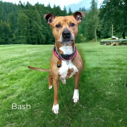 Bash, Adoptable, Senior Male Terrier & Mixed Breed.