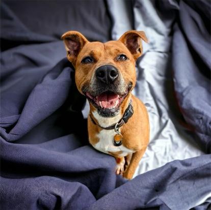 Bash, a Adoptable mixed breed in Cumberland, MD image 2/2