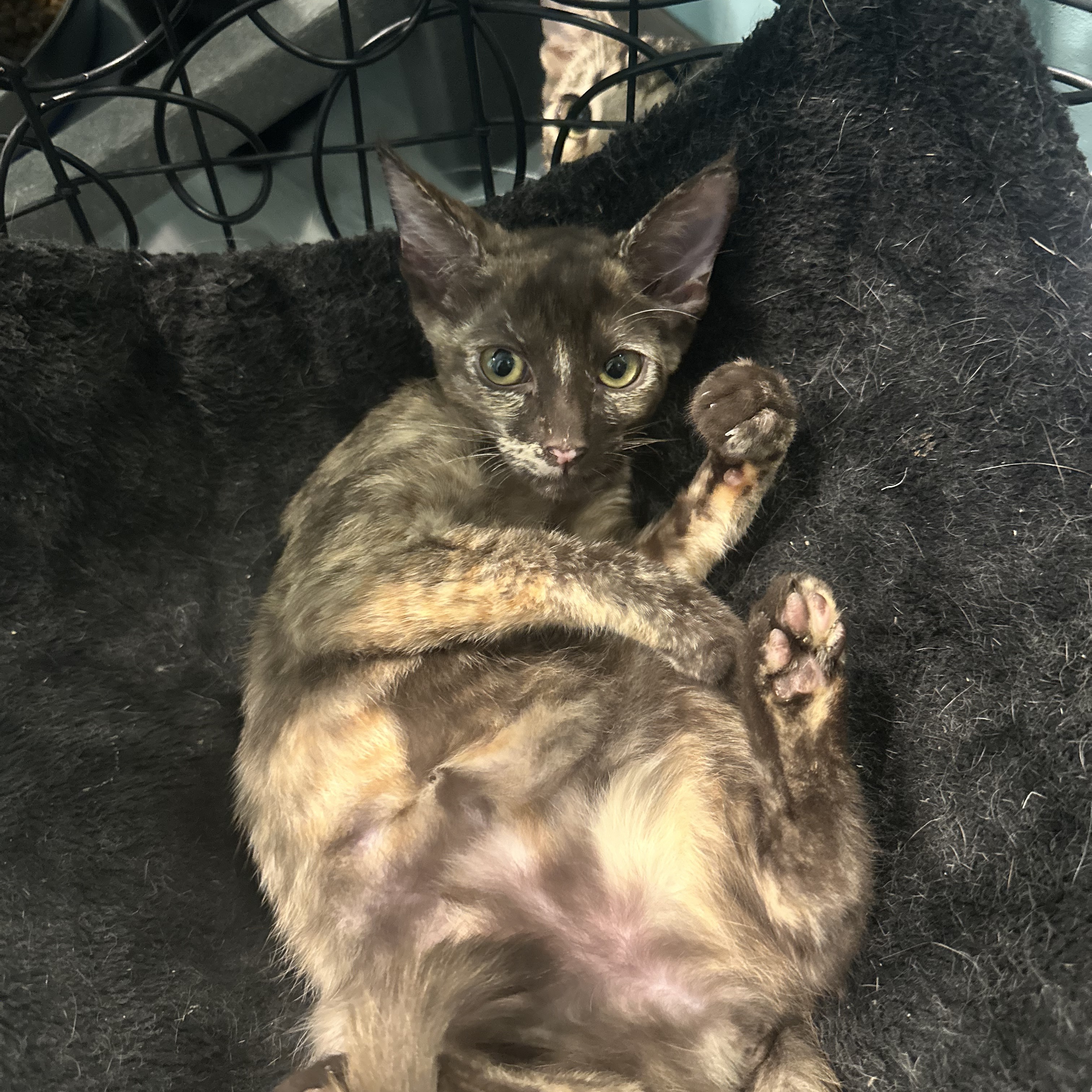 This (Wheezy), a Adoptable Dilute Tortoiseshell in Aiea, HI image 2/2