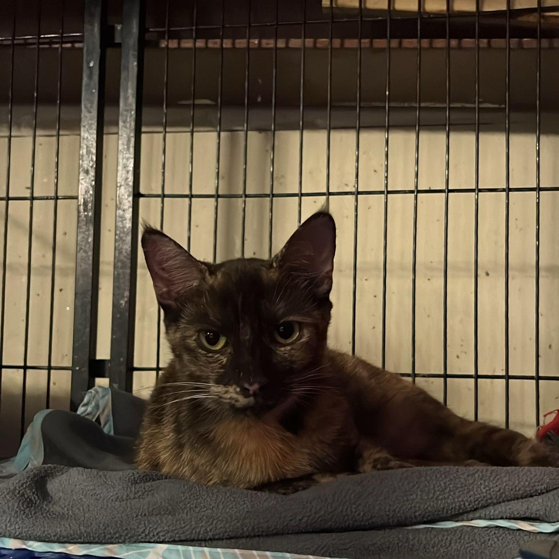 This (Wheezy), an adoptable Dilute Tortoiseshell in Aiea, HI, 96701 | Photo Image 1