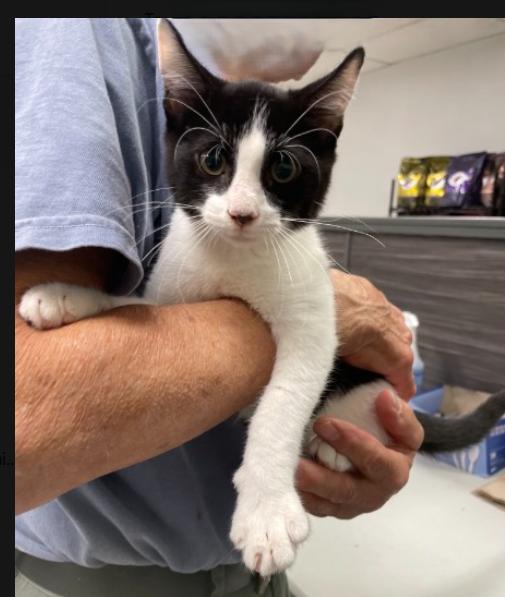 Enlarge The Cosby Kittens- Theo, a Adoptable Domestic Short Hair in Watchung, NJ image 1/5