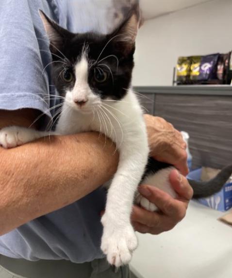 Enlarge The Cosby Kittens- Theo, a Adoptable Domestic Short Hair in Watchung, NJ image 2/5