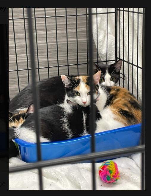 Enlarge The Cosby Kittens- Theo, a Adoptable Domestic Short Hair in Watchung, NJ image 3/5