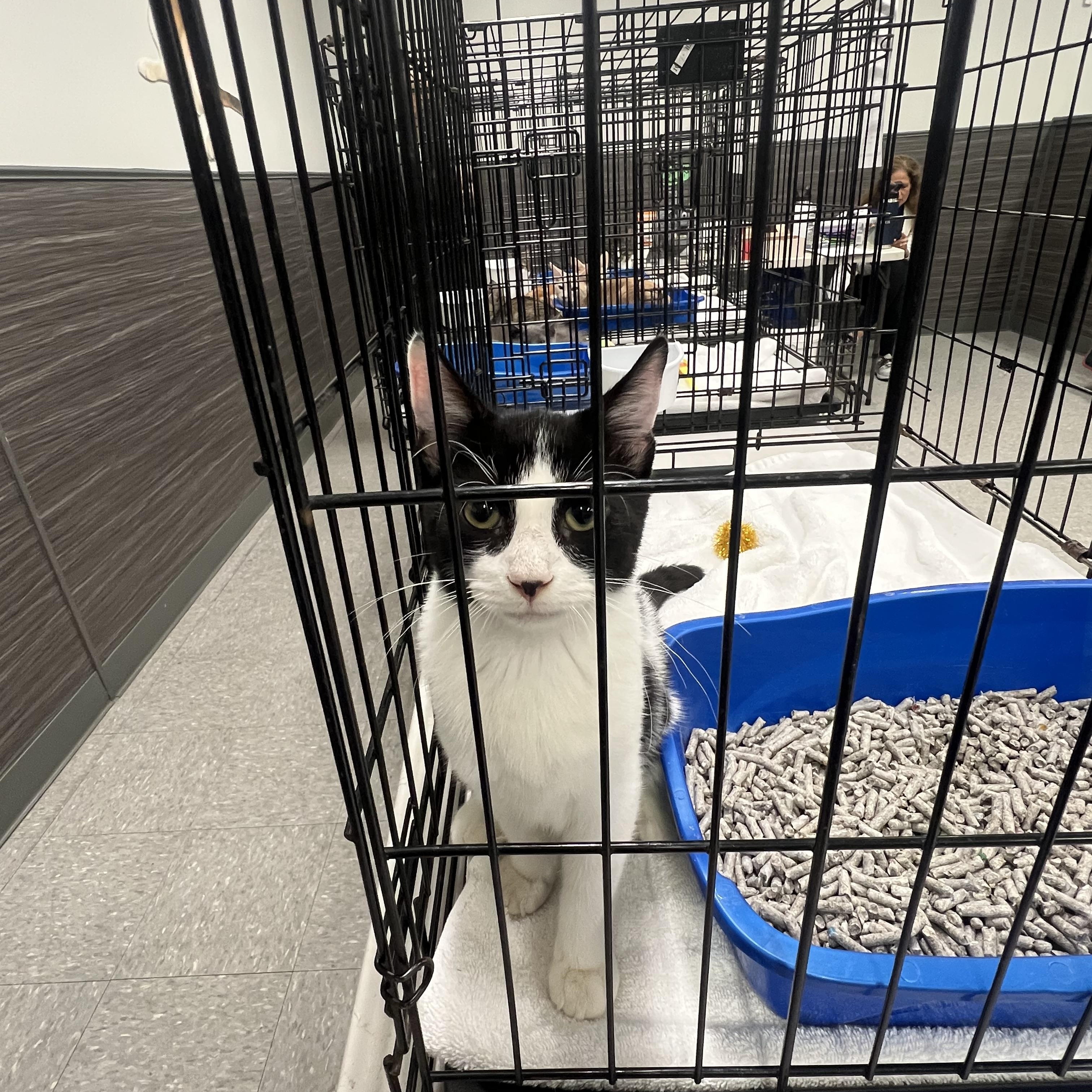 Enlarge The Cosby Kittens- Theo, a Adoptable Domestic Short Hair in Watchung, NJ image 5/5