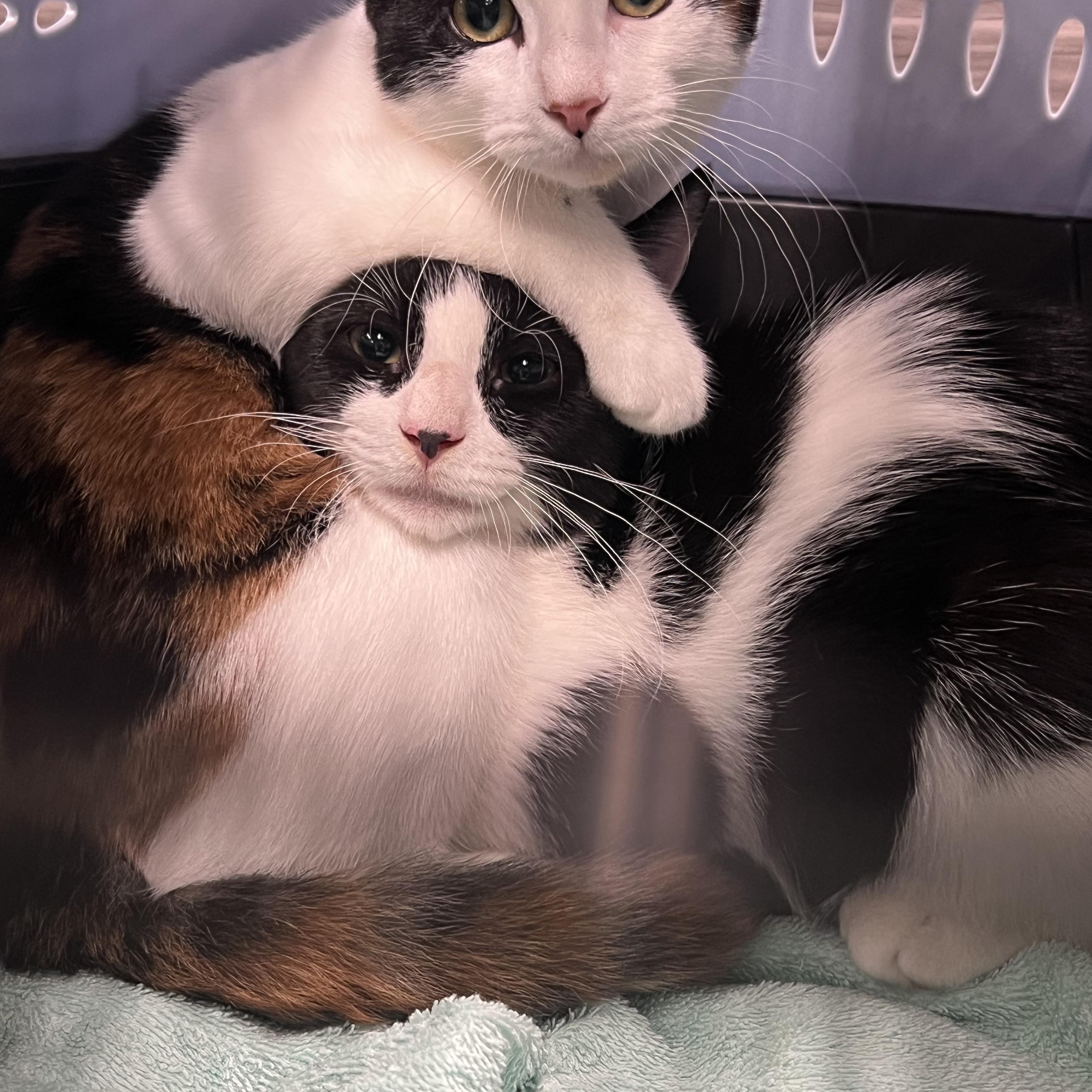 Enlarge The Cosby Kittens- Theo, a Adoptable Domestic Short Hair in Watchung, NJ image 4/5
