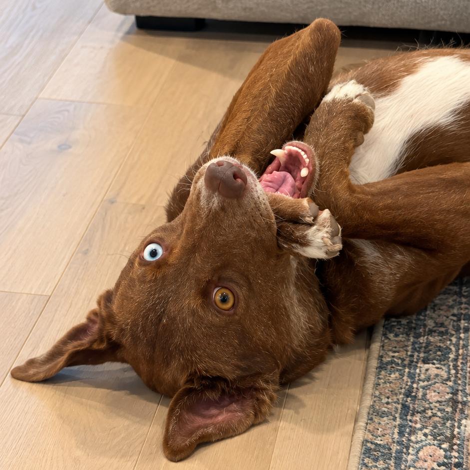 Enlarge Cranberry, a Adoptable mixed breed in New Orleans, LA image 2/6