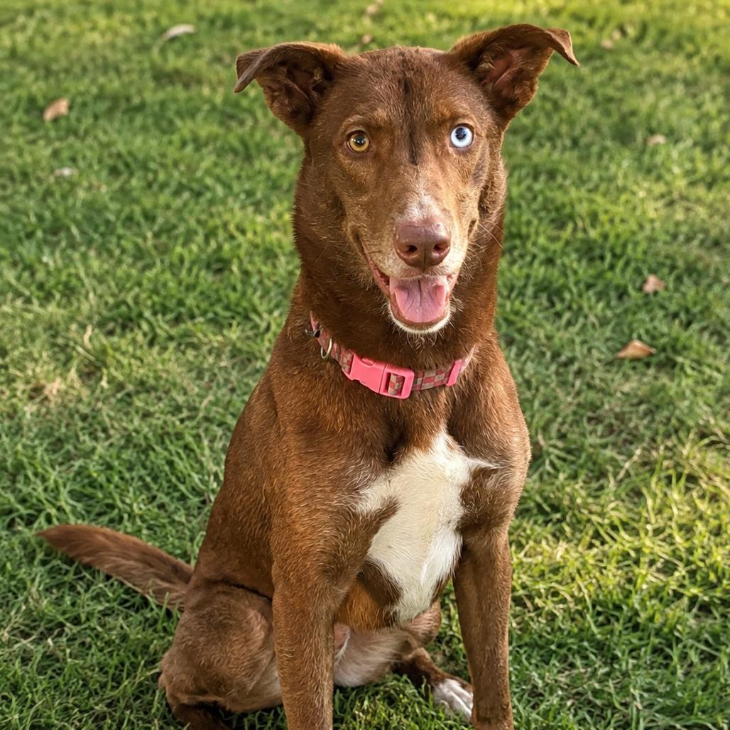 Enlarge Cranberry, a Adoptable mixed breed in New Orleans, LA image 3/6