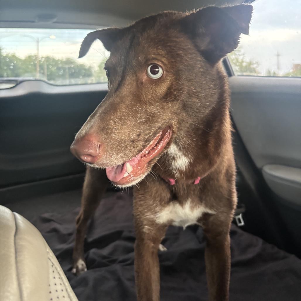 Enlarge Cranberry, a Adoptable mixed breed in New Orleans, LA image 4/6
