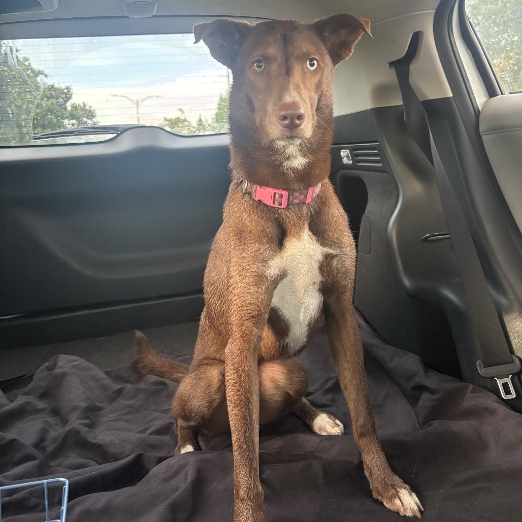 Enlarge Cranberry, a Adoptable mixed breed in New Orleans, LA image 5/6