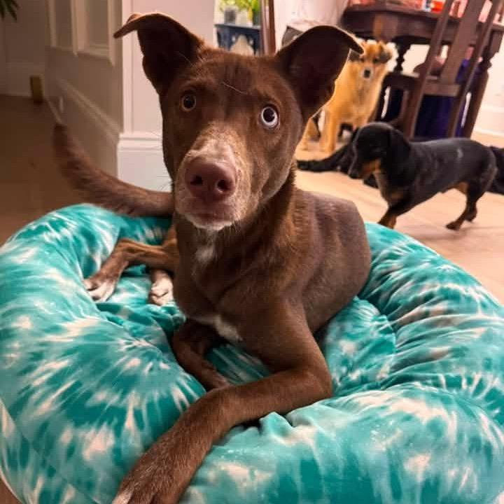 Enlarge Cranberry, a Adoptable mixed breed in New Orleans, LA image 6/6