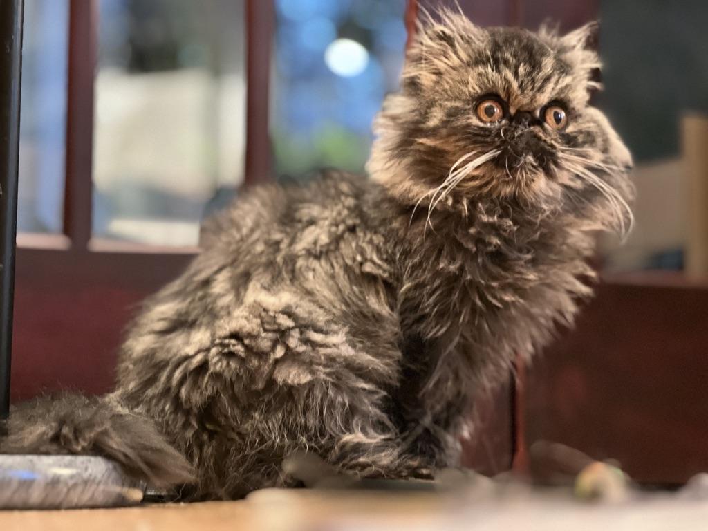 Enlarge Fiona, a Adoptable Persian in valparaiso, IN image 1/5