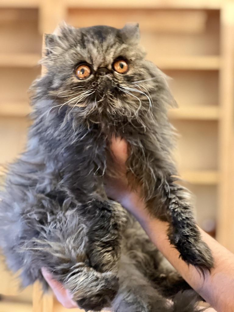 Enlarge Fiona, a Adoptable Persian in valparaiso, IN image 2/5