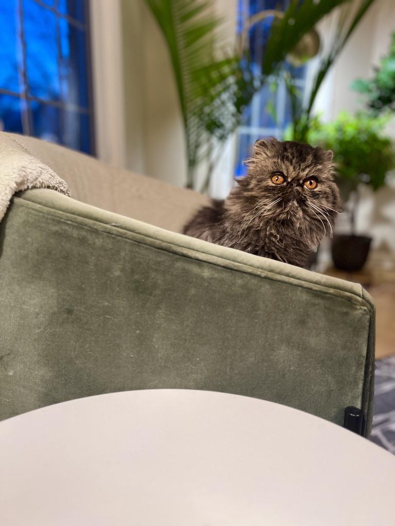 Enlarge Fiona, a Adoptable Persian in valparaiso, IN image 3/5