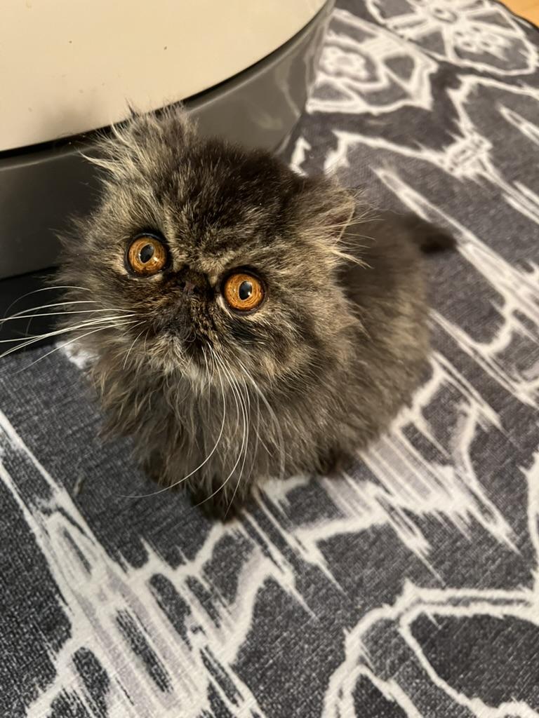 Enlarge Fiona, a Adoptable Persian in valparaiso, IN image 4/5