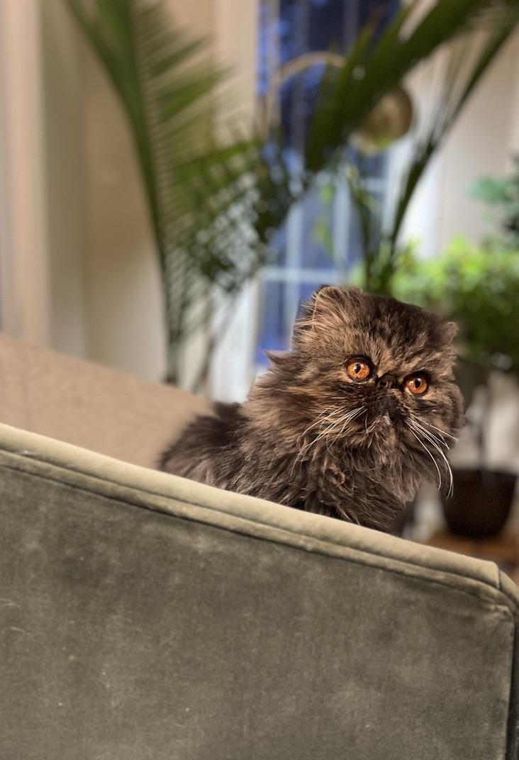 Enlarge Fiona, a Adoptable Persian in valparaiso, IN image 5/5