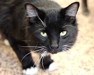 Oliver, Adoptable, Kitten Male Domestic Long Hair & Domestic Short Hair.