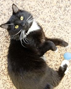 Oliver, Adoptable, Kitten Male Domestic Long Hair & Domestic Short Hair.