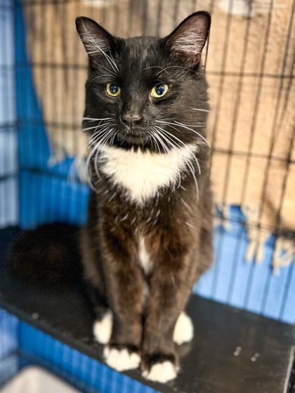 Enlarge Oliver, a Adoptable mixed breed in Jamestown, NY image 2/3