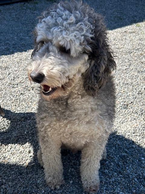 Zaz, adoptable, Young Male Poodle & Bernese Mountain Dog.