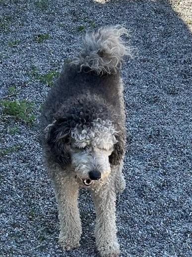 Enlarge Zaz, an adoptable mixed breed in Kellogg, ID image 2/3