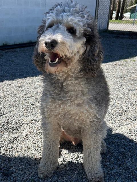 Enlarge Zaz, an adoptable mixed breed in Kellogg, ID image 3/3