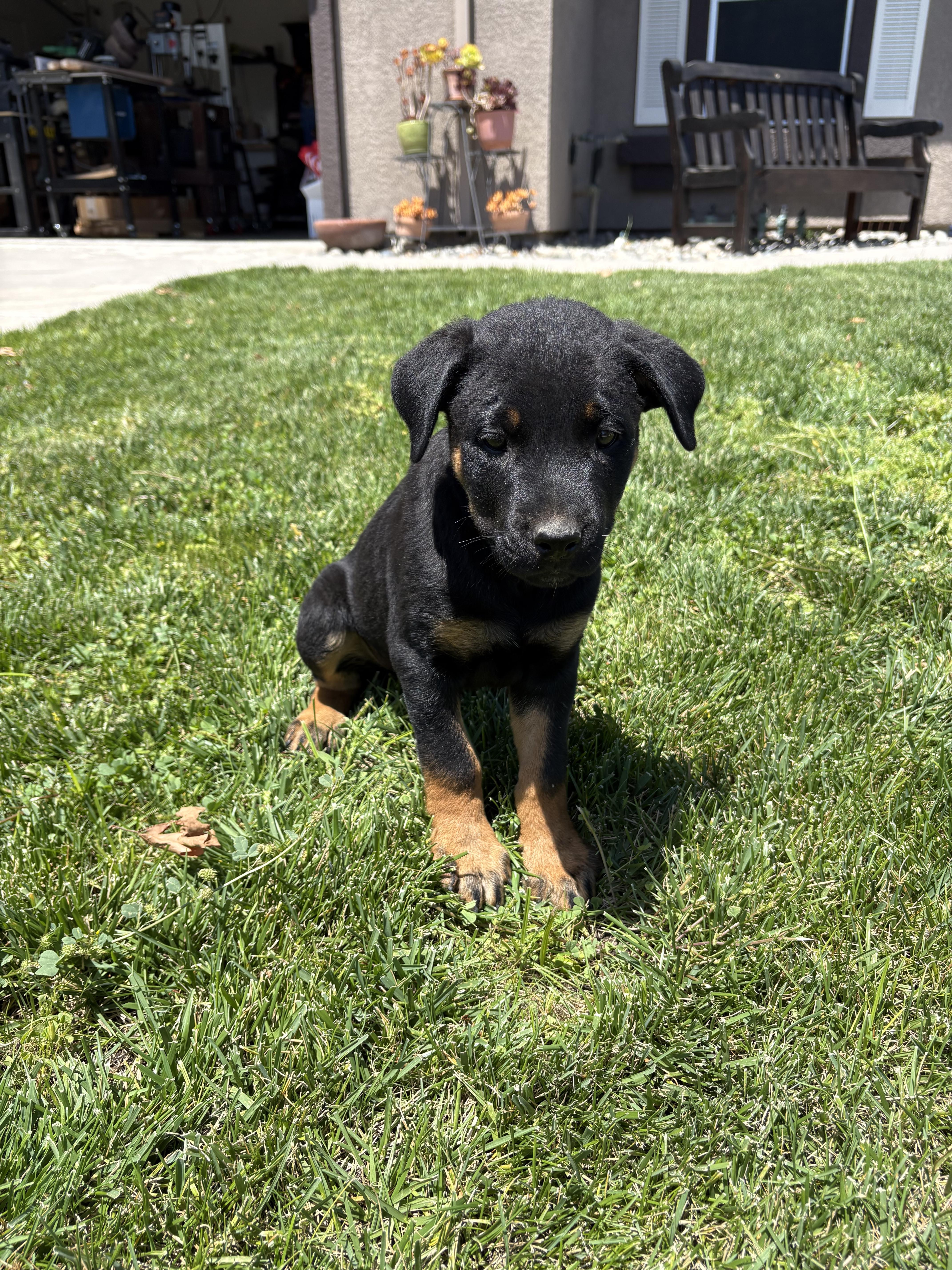 Enlarge Brian, an adopted mixed breed in Lodi, CA image 4/6