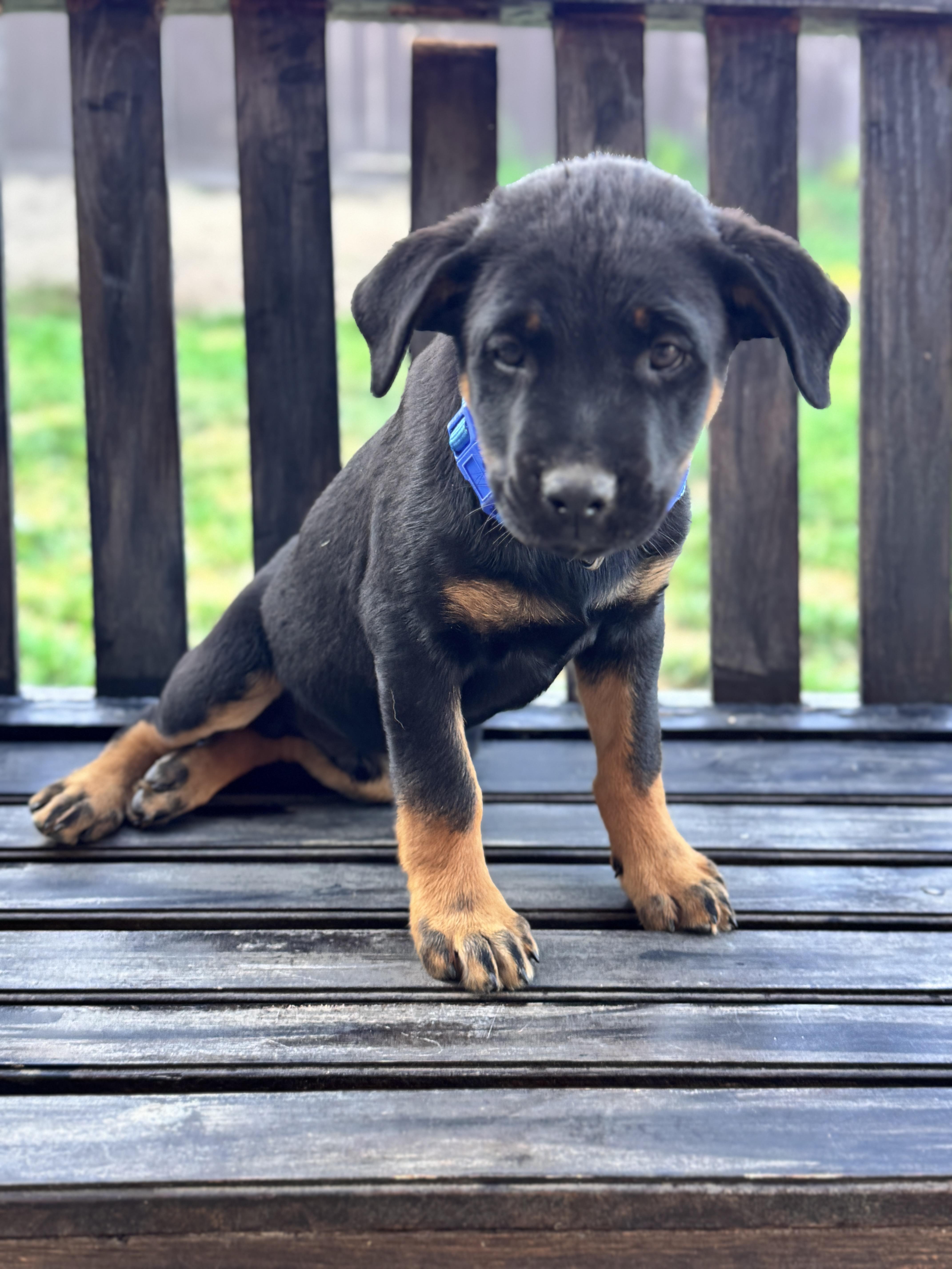 Enlarge Brian, an adopted mixed breed in Lodi, CA image 5/6