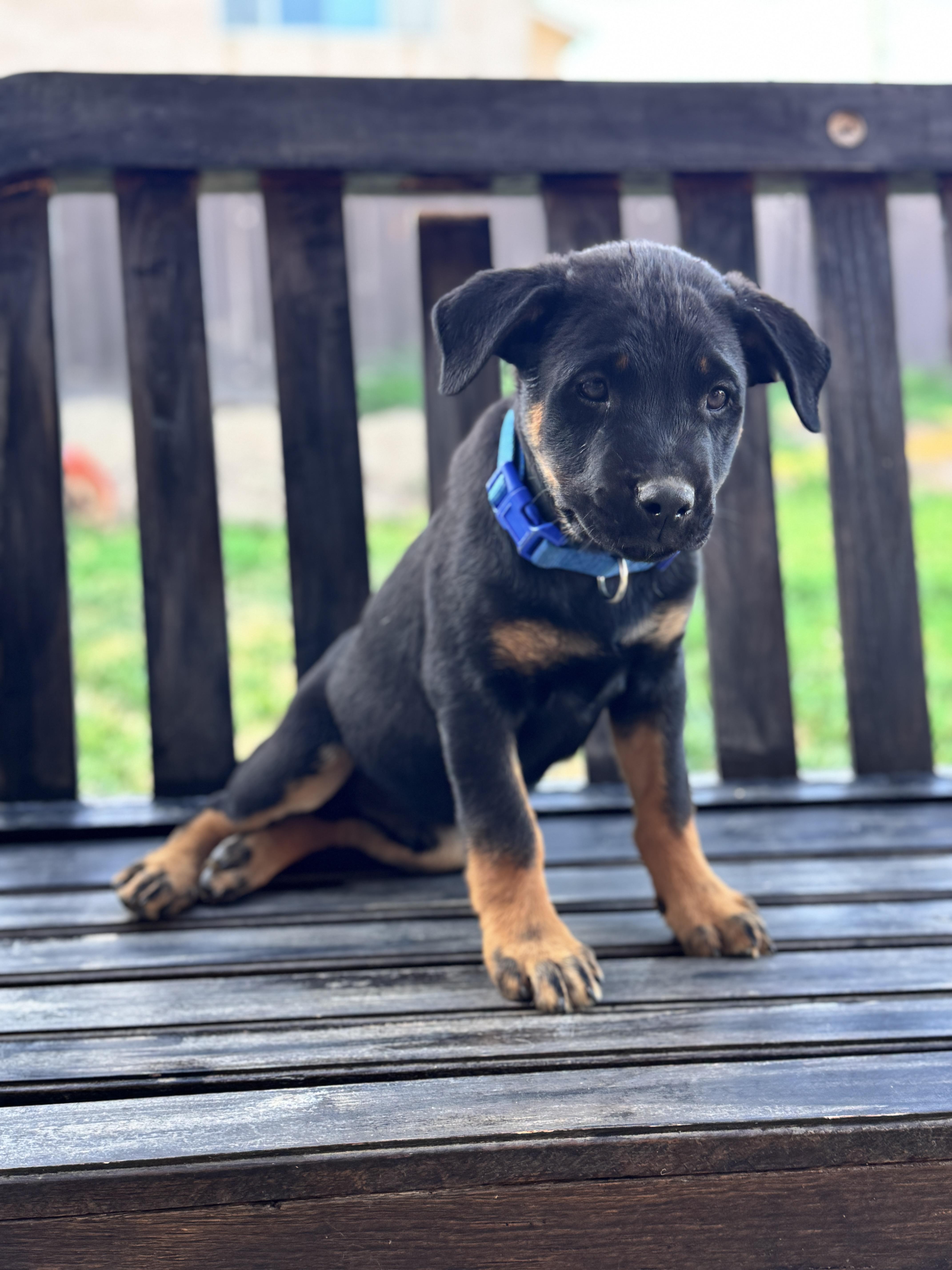 Enlarge Brian, an adopted mixed breed in Lodi, CA image 1/6