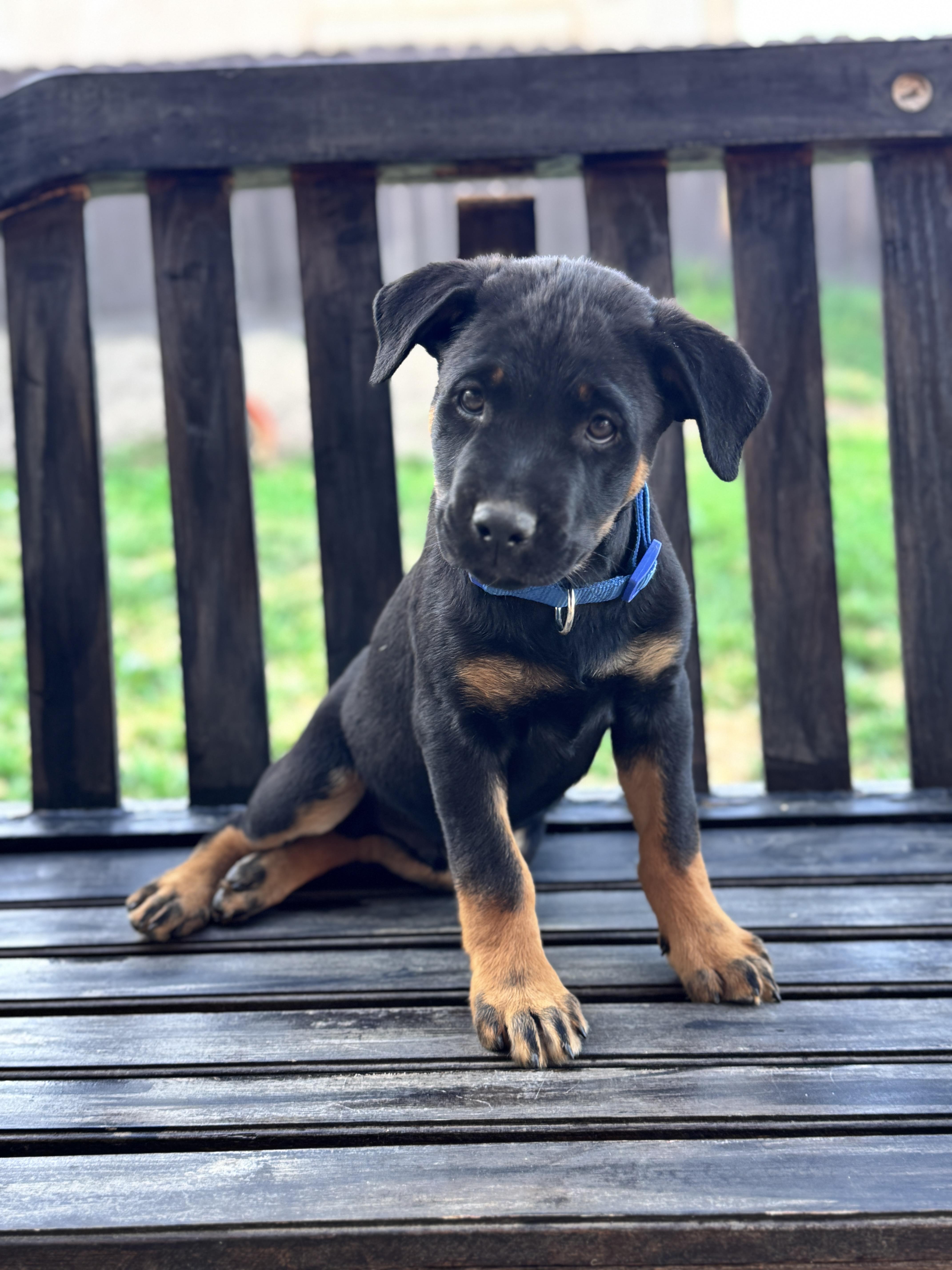 Enlarge Brian, an adopted mixed breed in Lodi, CA image 2/6