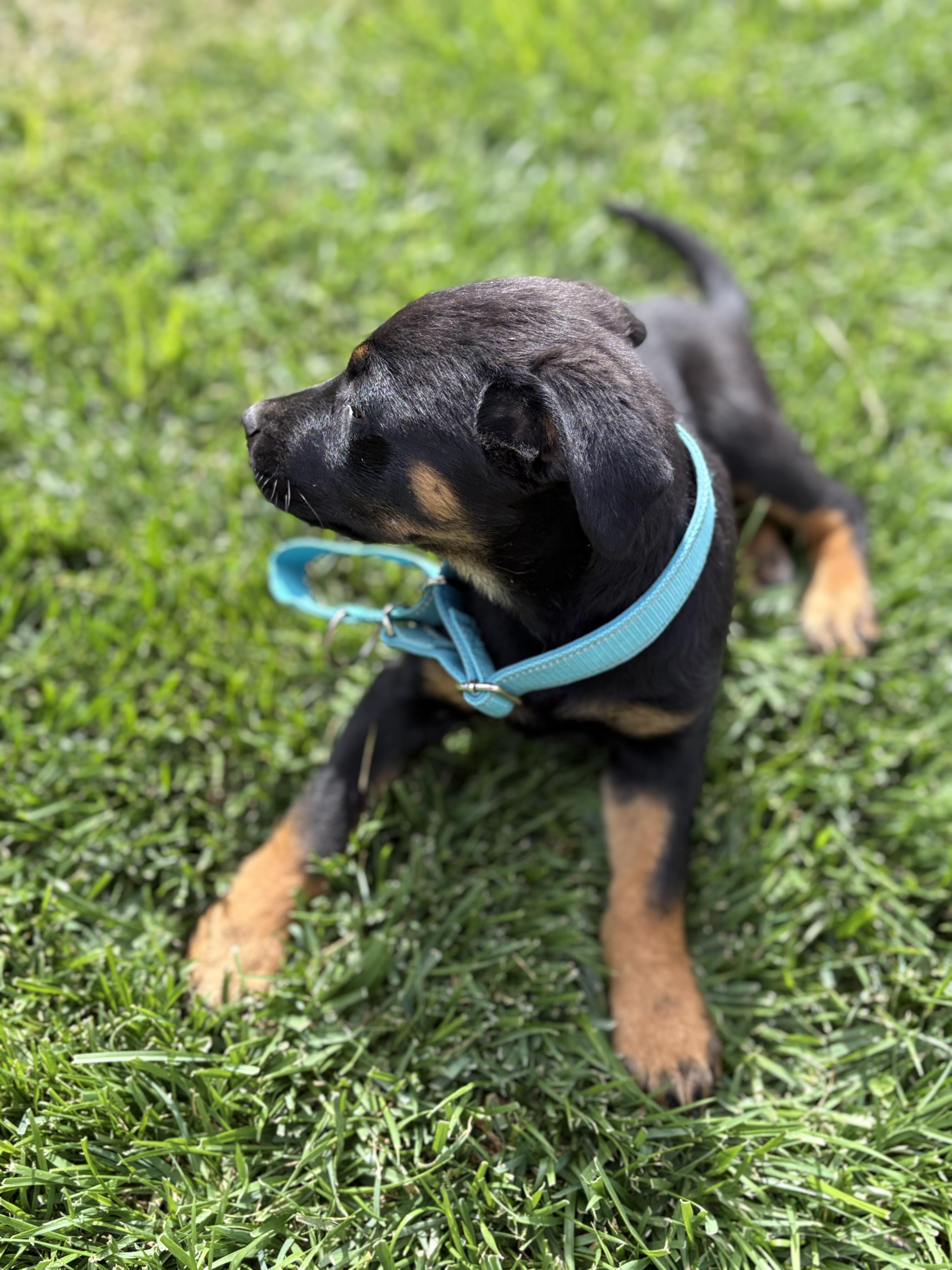 Enlarge Brian, an adopted mixed breed in Lodi, CA image 6/6
