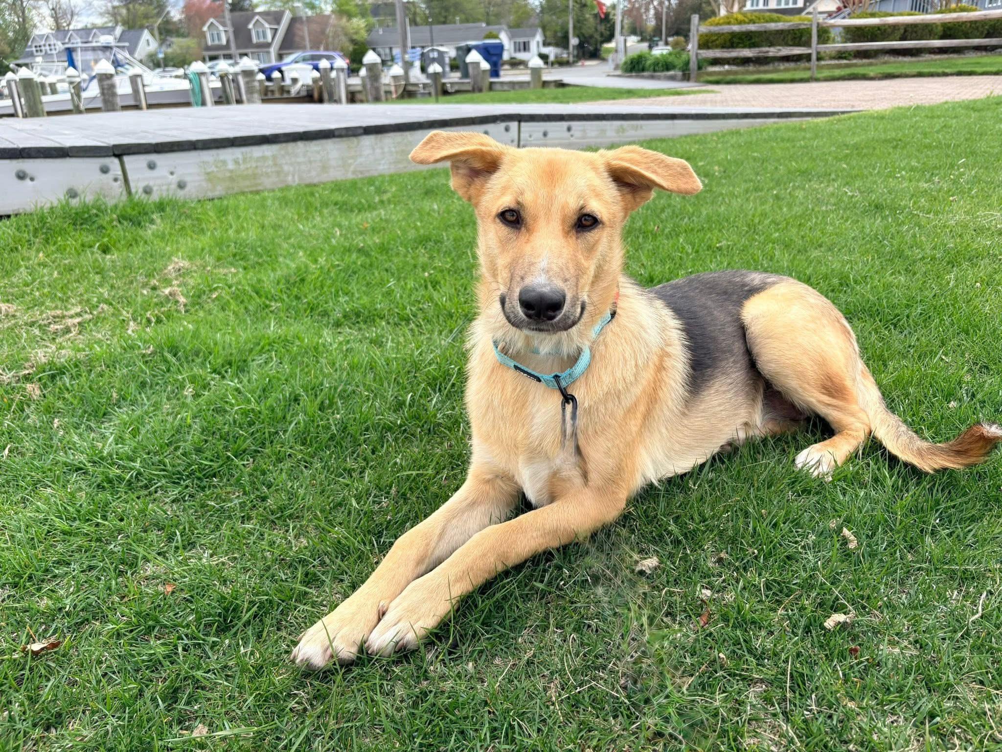 Sassafras, an adopted German Shepherd Dog in Beechwood, NJ image 1/3