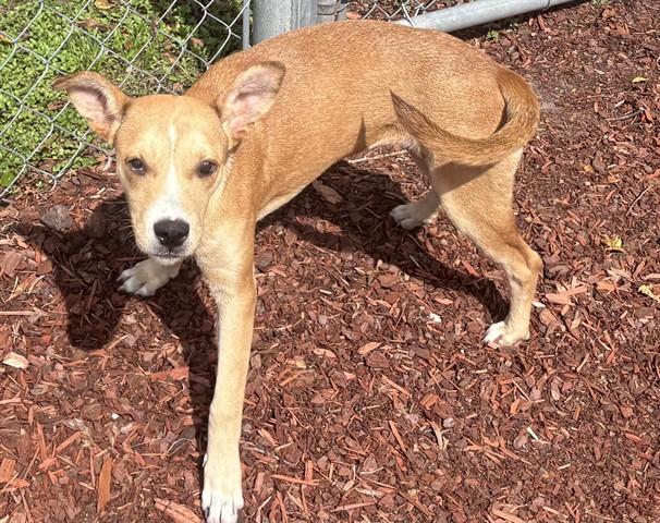 BETTS, Adoptable, Young Female Hound & Mixed Breed.