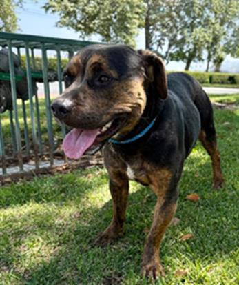Enlarge BROOKE, a Adoptable mixed breed in Redlands, CA image 1/1