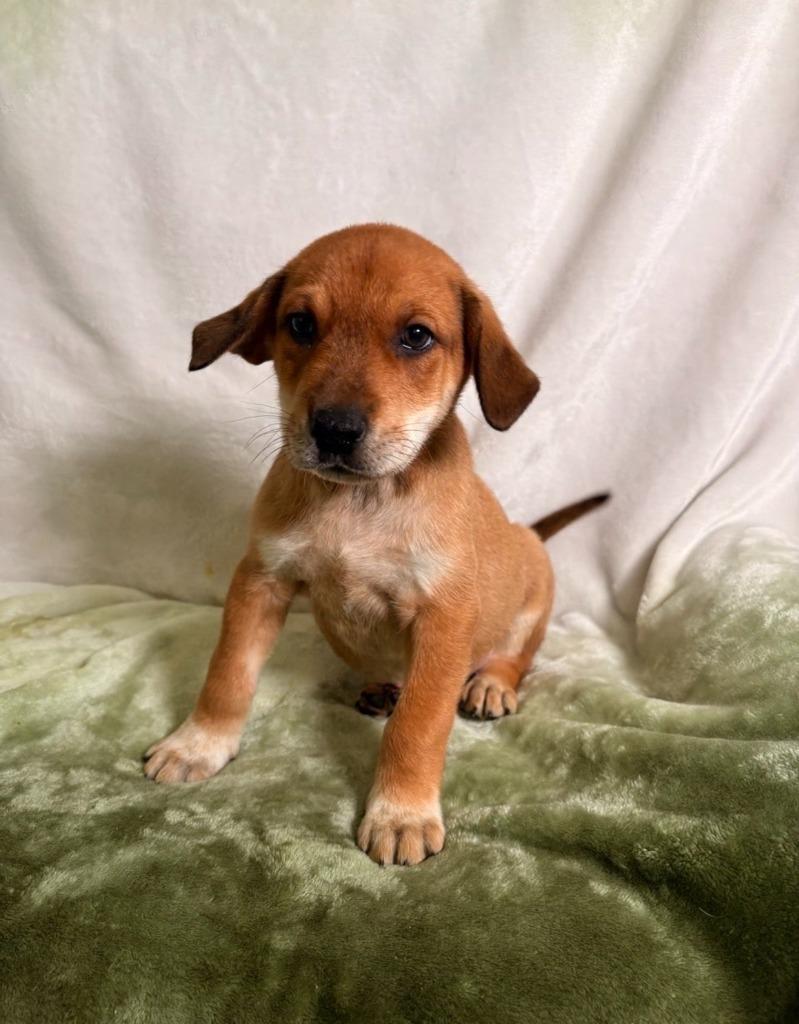 Enlarge Mozart, a Adoptable mixed breed in Brookings, OR image 1/1