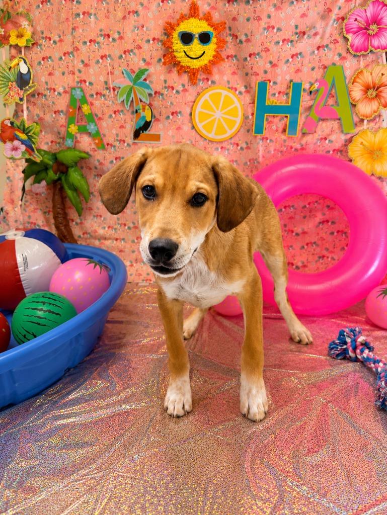 Enlarge Mozart, a Adoptable mixed breed in Brookings, OR image 2/2