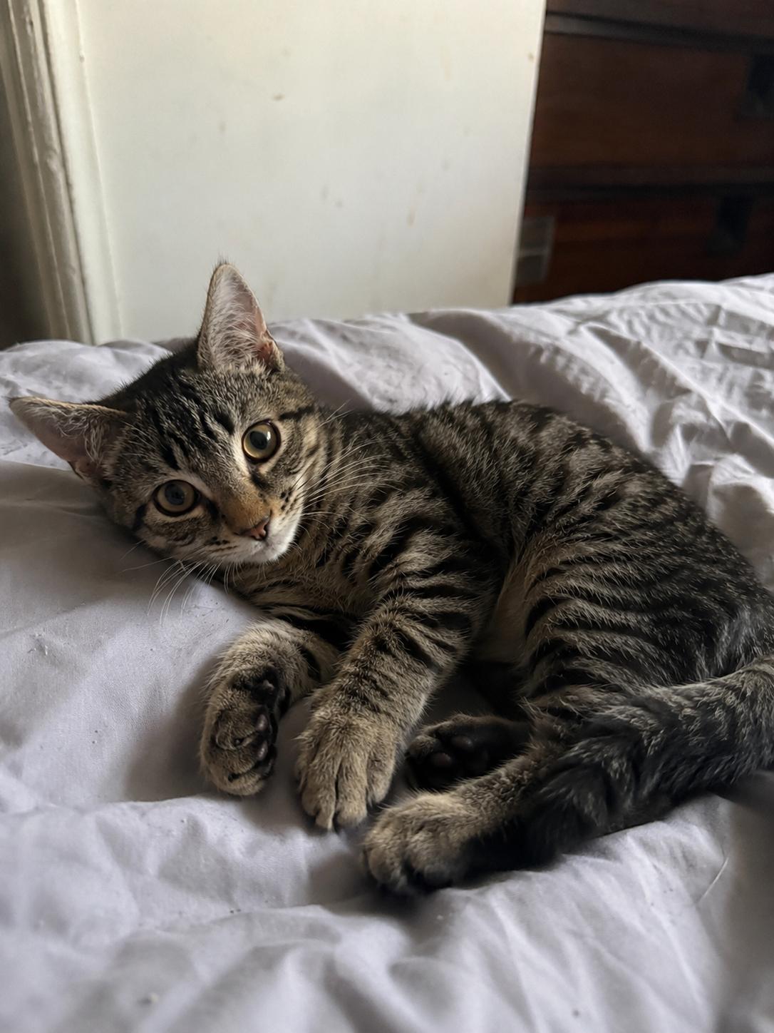 Cromwell, Adoptable, Kitten Male Domestic Short Hair.