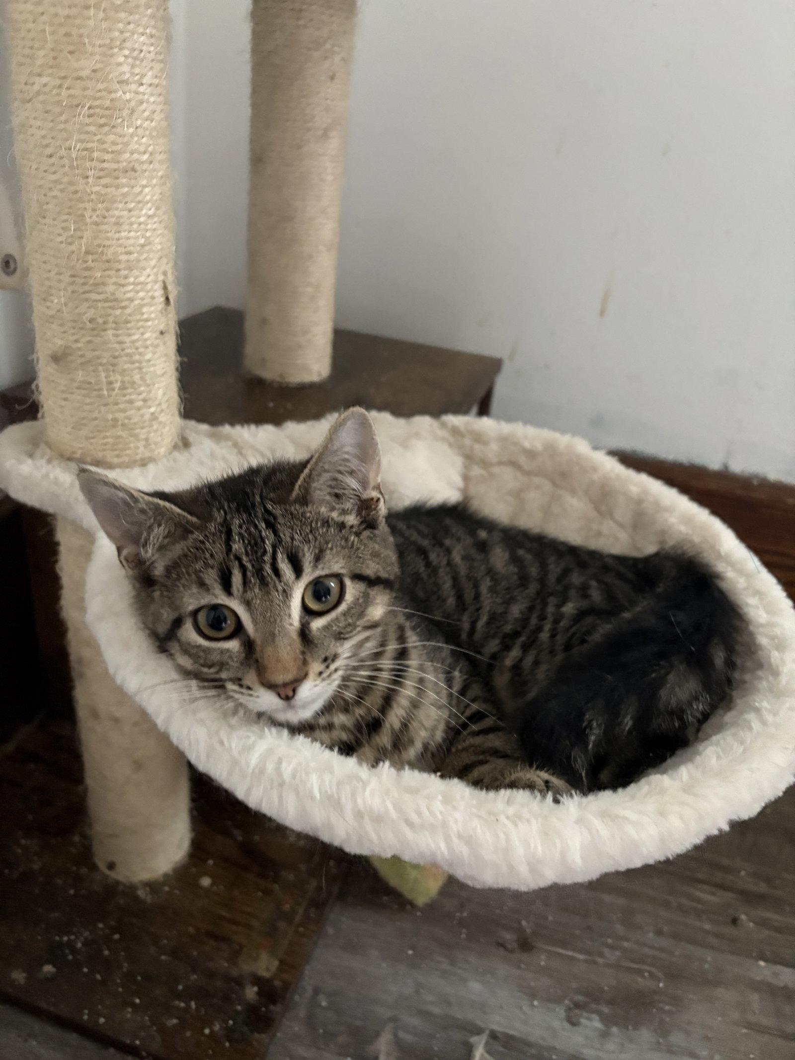 Enlarge Cromwell, a Adoptable Domestic Short Hair in Rochester, NY image 2/2
