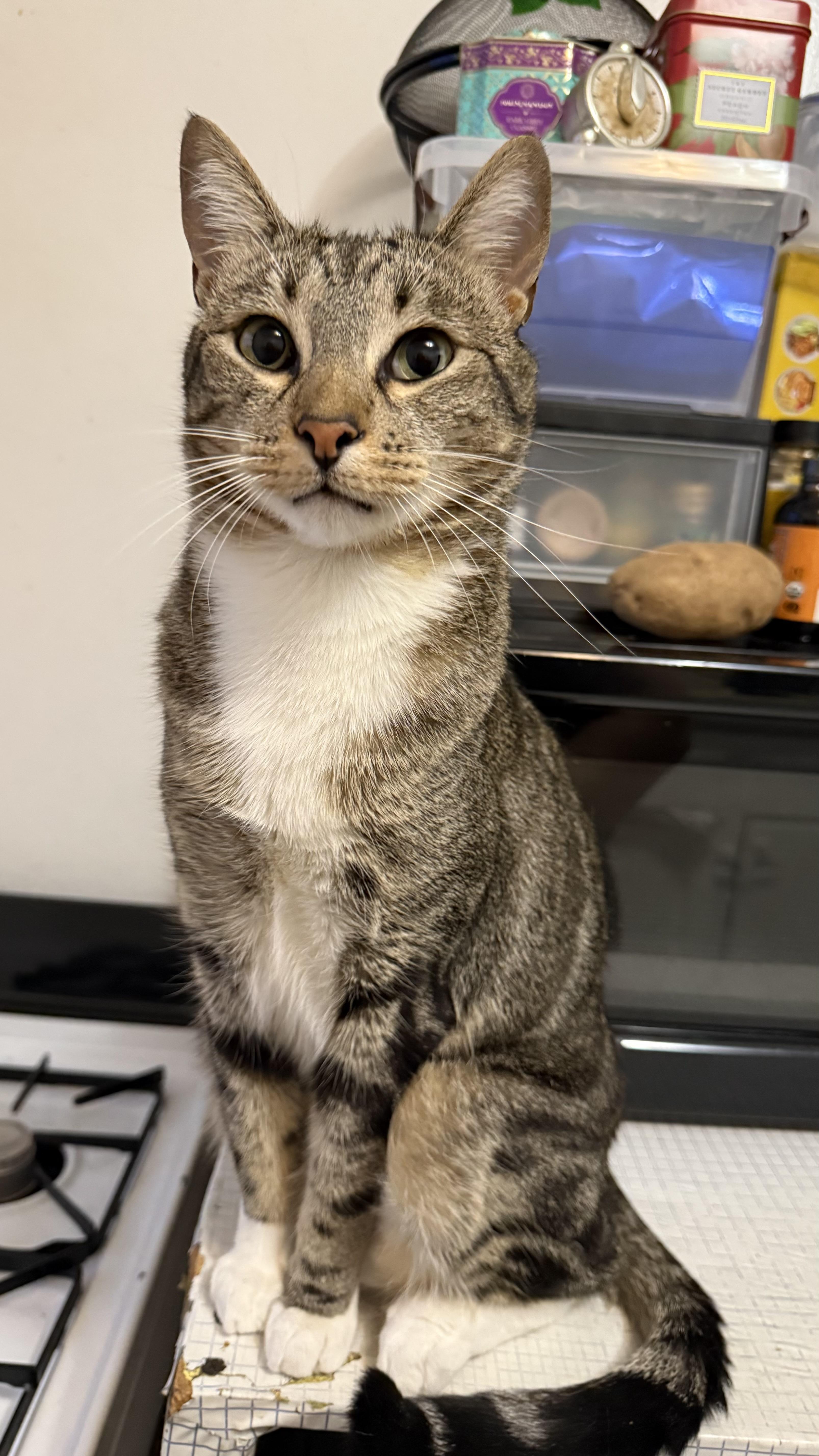 Danny, a Adoptable mixed breed in Santa Ana, CA image 2/6