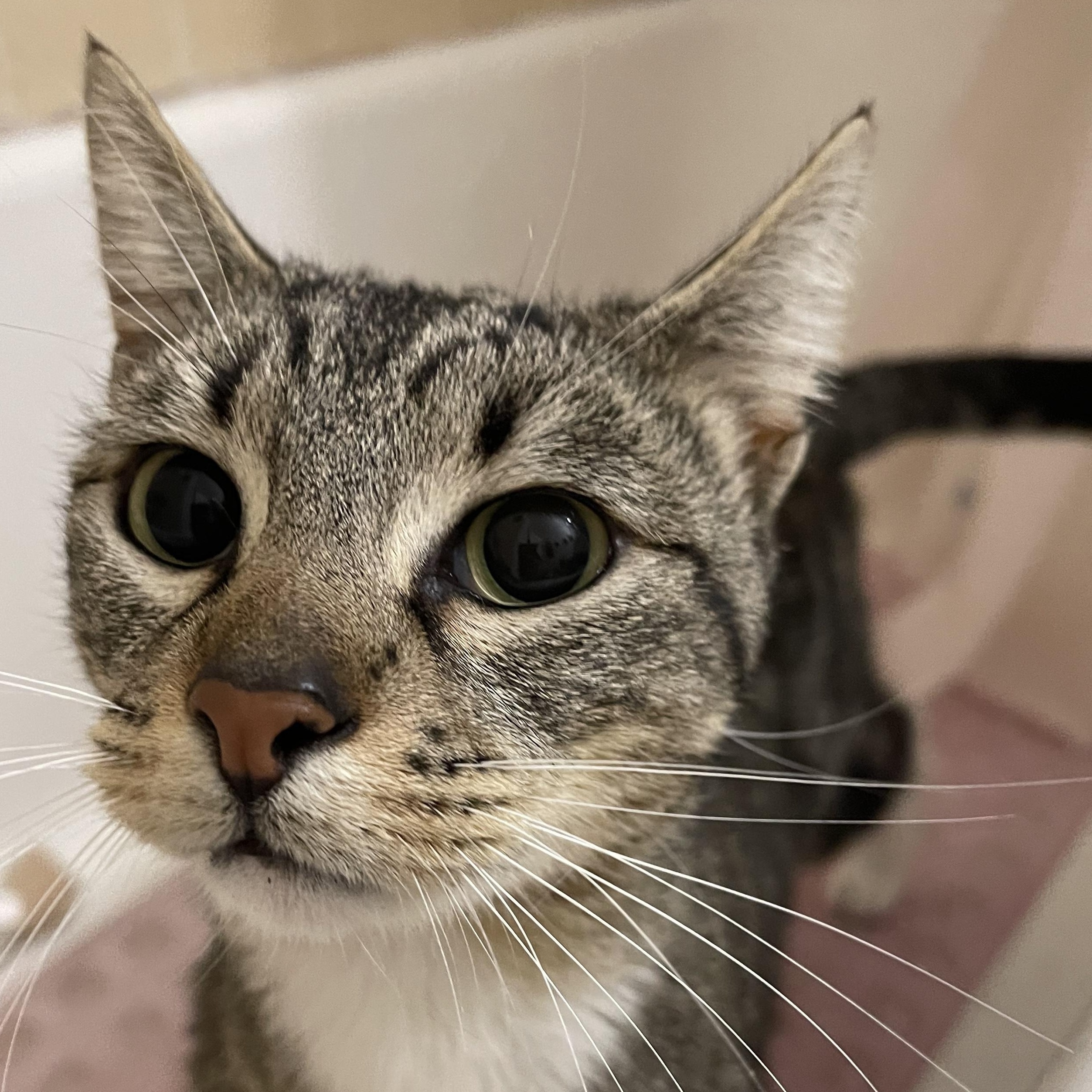 Danny, a Adoptable mixed breed in Santa Ana, CA image 2/6