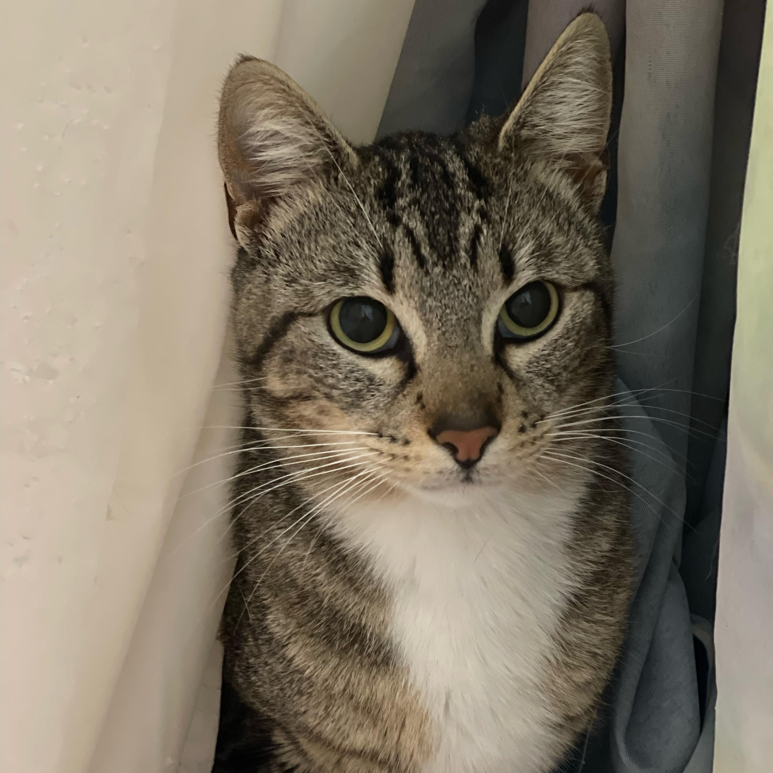 Danny, Adoptable, Young Male Domestic Short Hair & Bengal.